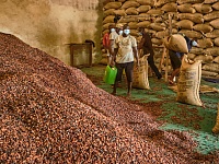 Цена какао впервые в истории превысила $11 тыс. за тонну